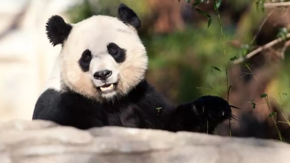 Week-Old Panda Dies at Washington National Zoo