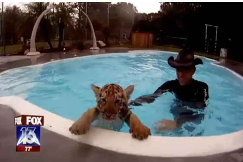 Swimming With Tiger Cubs &#8212; Would You Do It? [VIDEO]