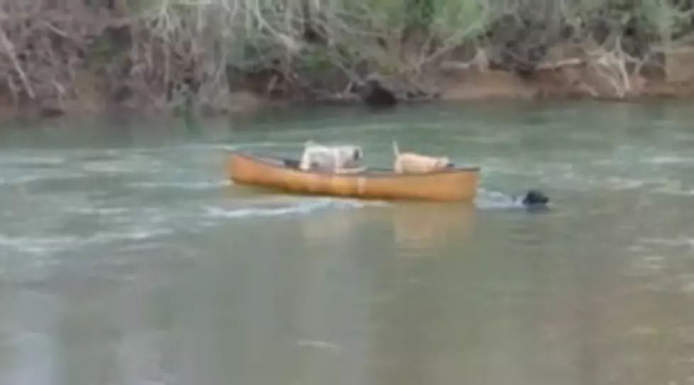 Brave Dog Rescues Dogs Stuck in Canoe [VIDEO]