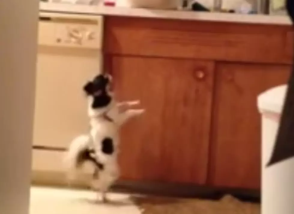Bet You Can&#8217;t Keep a Straight Face Watching This Dog Dance [VIDEO]