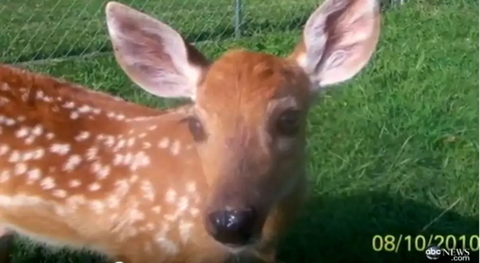 Couple Faces Jail Time for Saving Baby Deer [VIDEO]