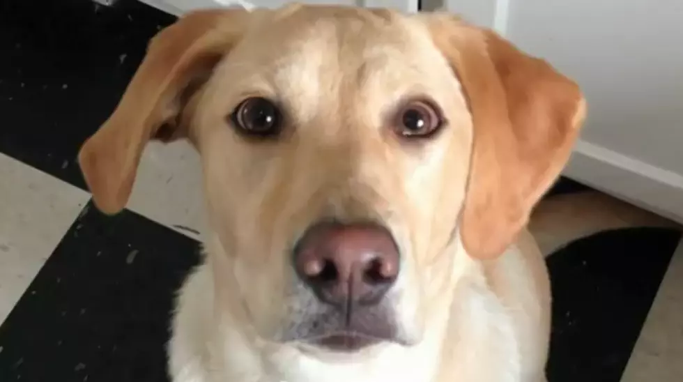 Real or Fake? Dog Crosses Eyes on Command [VIDEO]