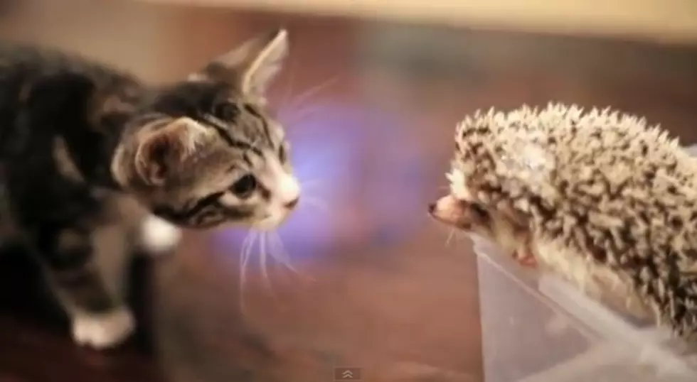 Ridiculously Cute Kitty + Hedgehog Video [VIDEO]