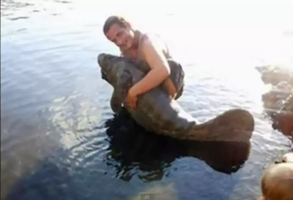 Apparently, Riding a Manatee is Against the Law in Florida [VIDEO]