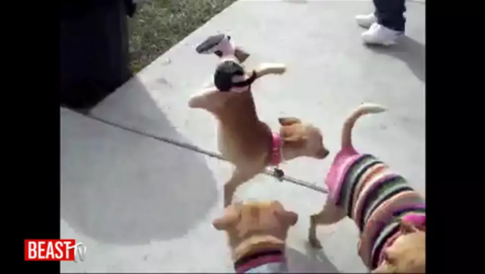 Funny Video of Clumsy Dogs Who Didn&#8217;t Make the Cut at the Westminster Dog Show [VIDEO]
