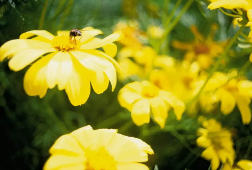 5 Helpful Tips to Prevent Pollen Allergies This Spring