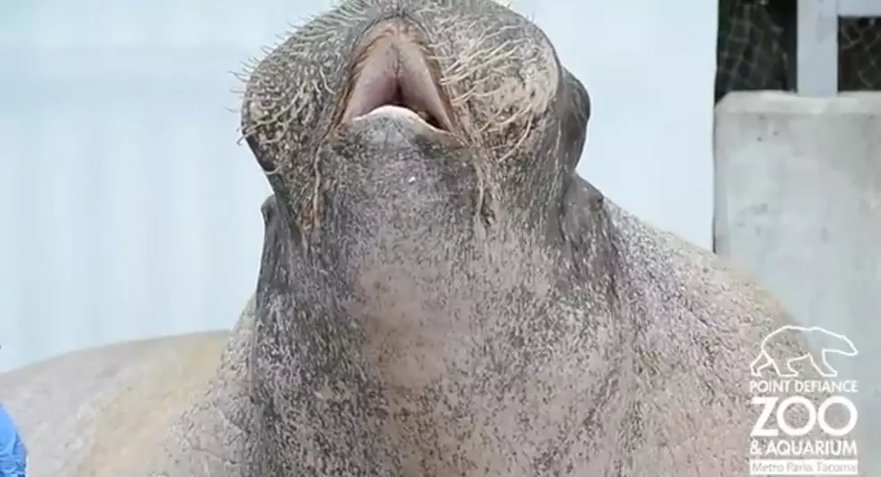 Monday Morning Funny Video With E.T. The Walrus [VIDEO]
