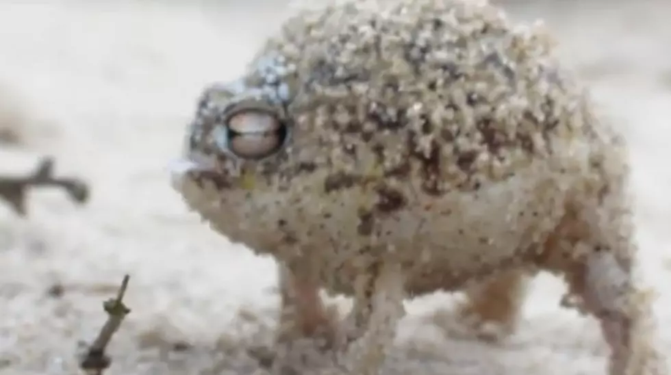 Cuteness Alert! The Desert Rain Frog [VIDEO]
