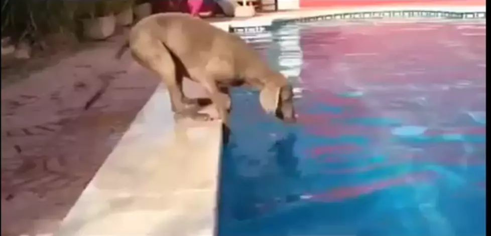 Persistant Dog Tries to Get Frisbee from a Pool Without Falling In [VIDEO]