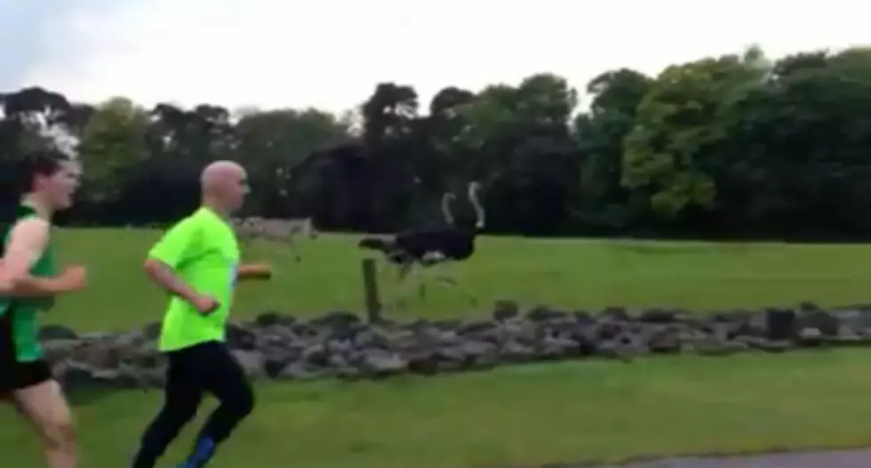 &#8216;Man and Beast&#8217; Running Together At The FOTA Wildlife Park [VIDEO]