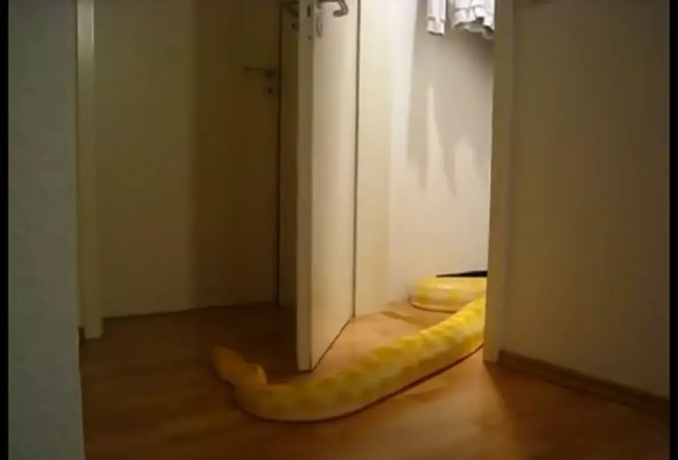 A HUGE Snake That Can Open Doors — Everyone, Run! [VIDEO]