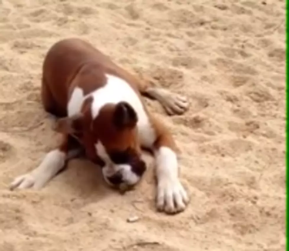 Adorable Boxer Tries a Lime for the First Time [VIDEO]