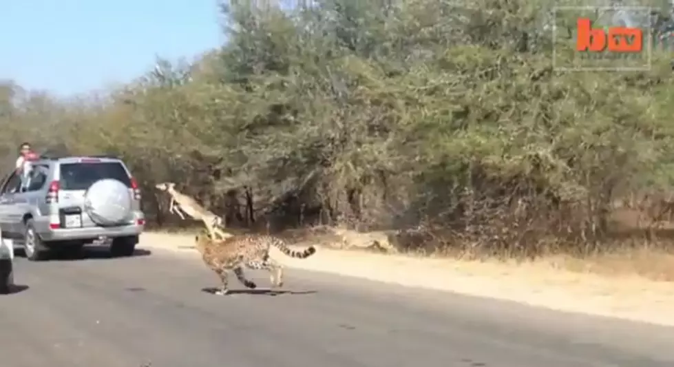 Watch This Cheetah Chase a Herd of Impalas [VIDEO]