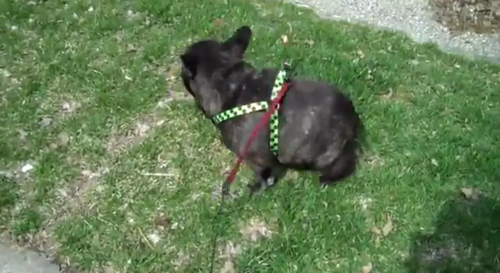 Dog Startled By Its Own Farts [VIDEO]