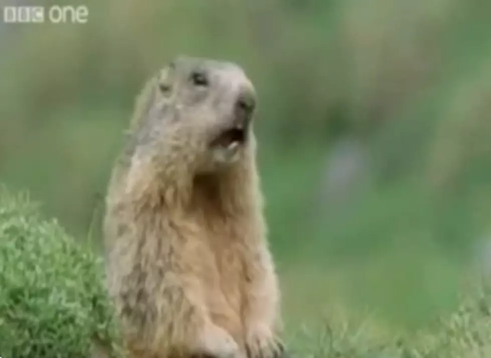 Watch These Talking Animals to Cure Your Case of the Mondays [VIDEO]
