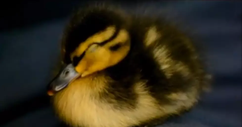 Furry Friend Friday &#8211; Ducklings! [VIDEO]