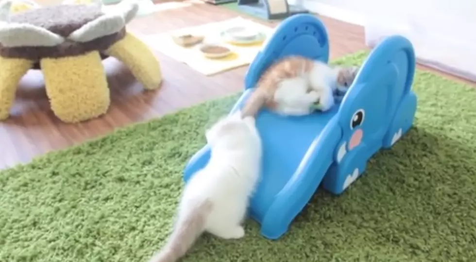 Furry Friend Friday – Kittens Playing on a Slide [VIDEO]