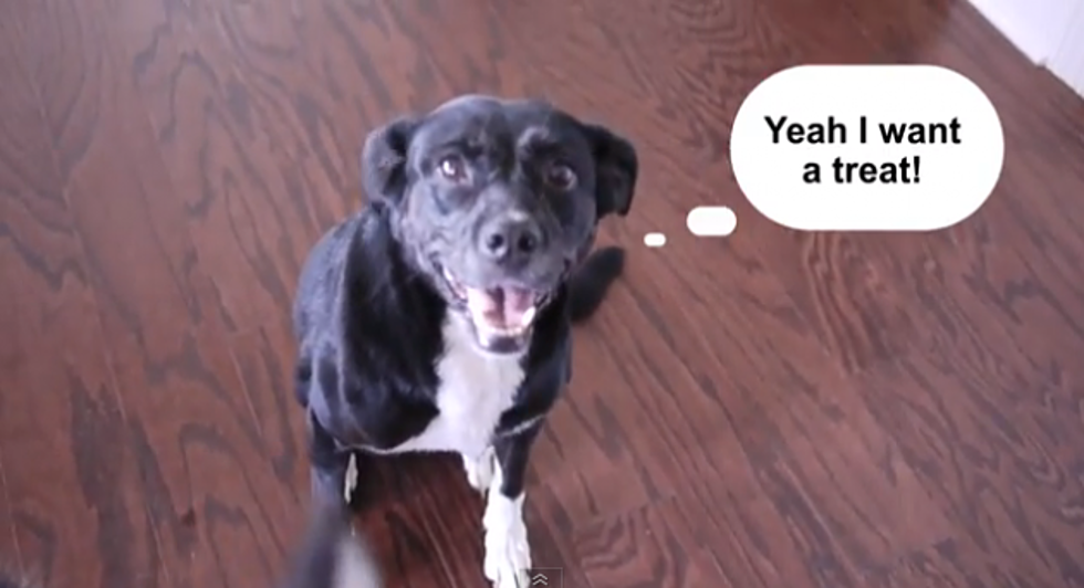 Furry Friend Friday &#8211; Talking Dogs [VIDEO]