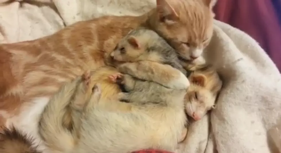 Ned The Cat Gives Baths To His Ferrett Friends [VIDEO]