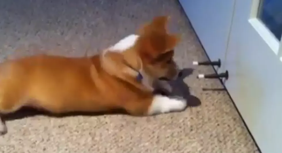 Furry Friend Friday – Puppies Vs Doorstops [VIDEO]