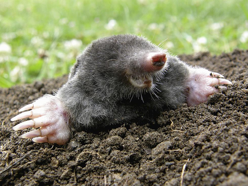 Happy Mole Day!