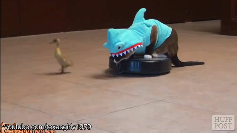 Roombas – The Latest Transportation For Our Furry Friends [VIDEO]