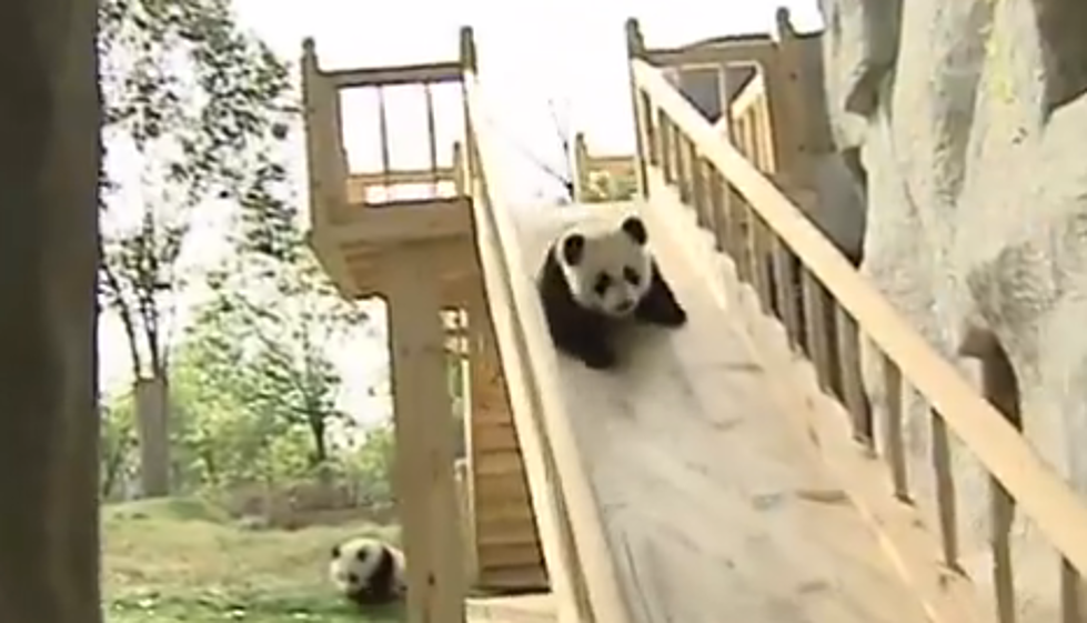 Furry Friend Friday – Panda Slide [VIDEO]