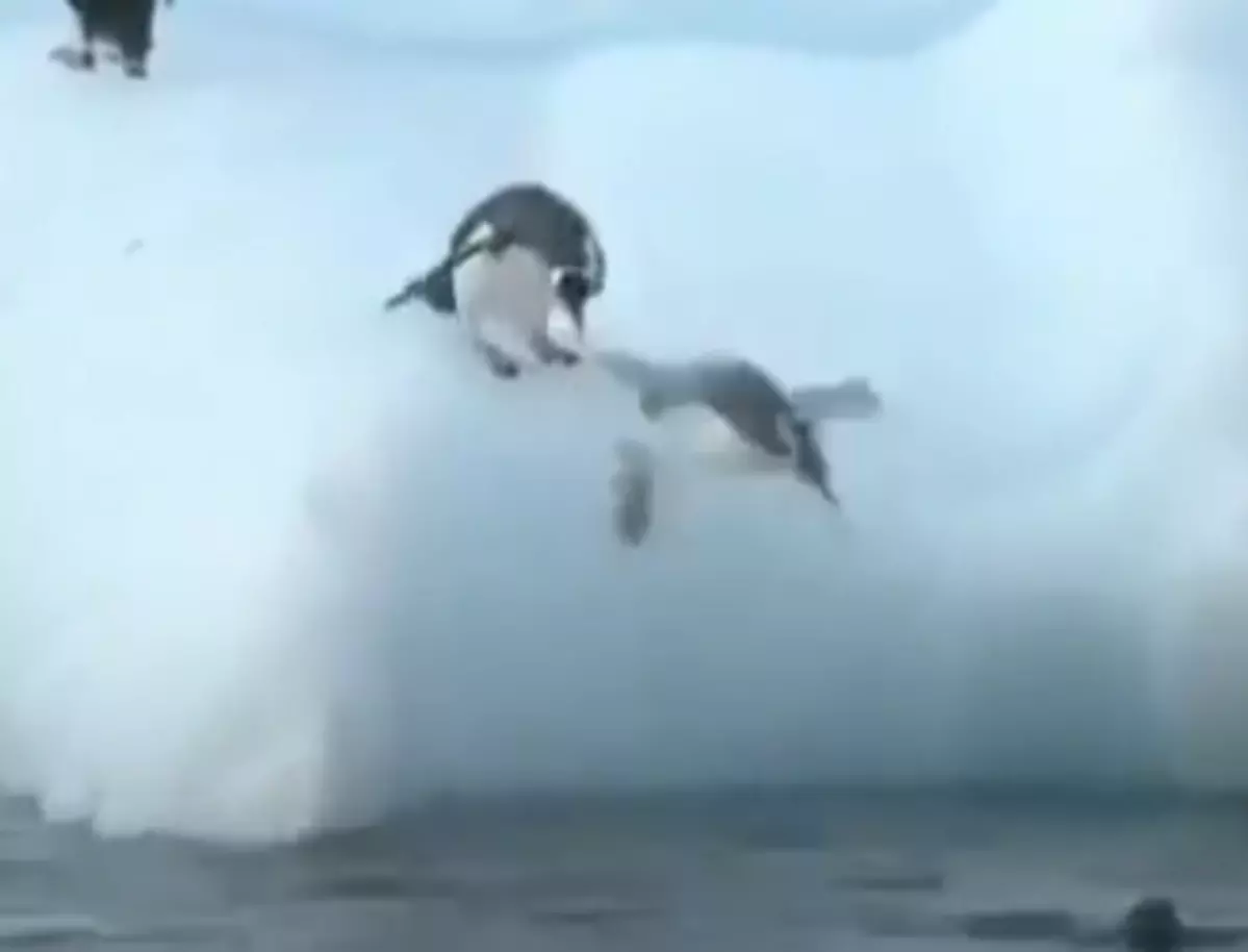 Download Furry Friend Friday - Penguin Fails VIDEO
