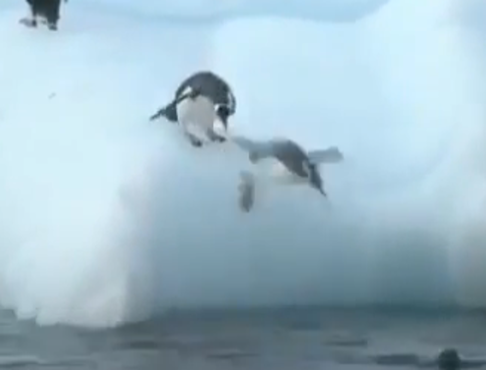 Furry Friend Friday – Penguin Fails [VIDEO]