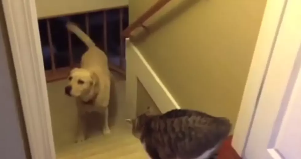 Cats That Won’t Let Dogs Pass [VIDEO]