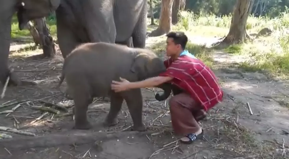 Furry Friend Friday – Attack of the Cuddly Elephants [VIDEO]
