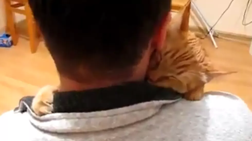 Furry Friend Friday – Cuddling Cat [VIDEO]