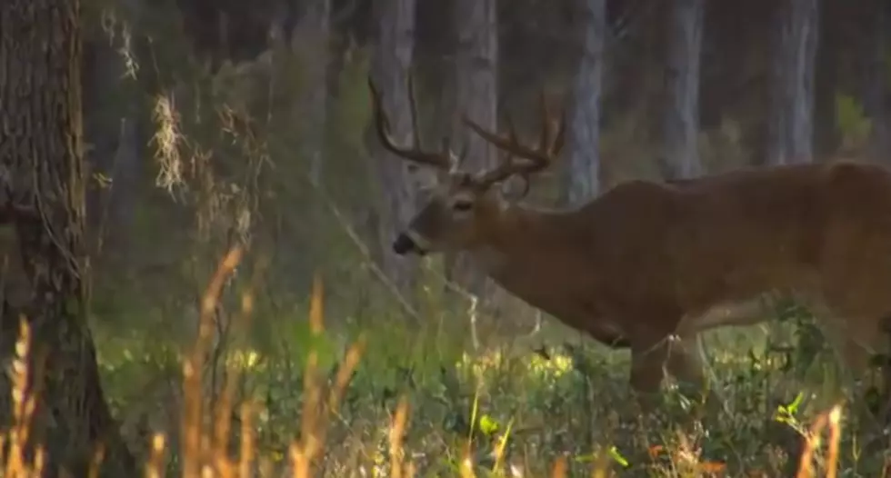 Hunters Donating Deer to Food Banks to Feed the Hungry [VIDEO/POLL]
