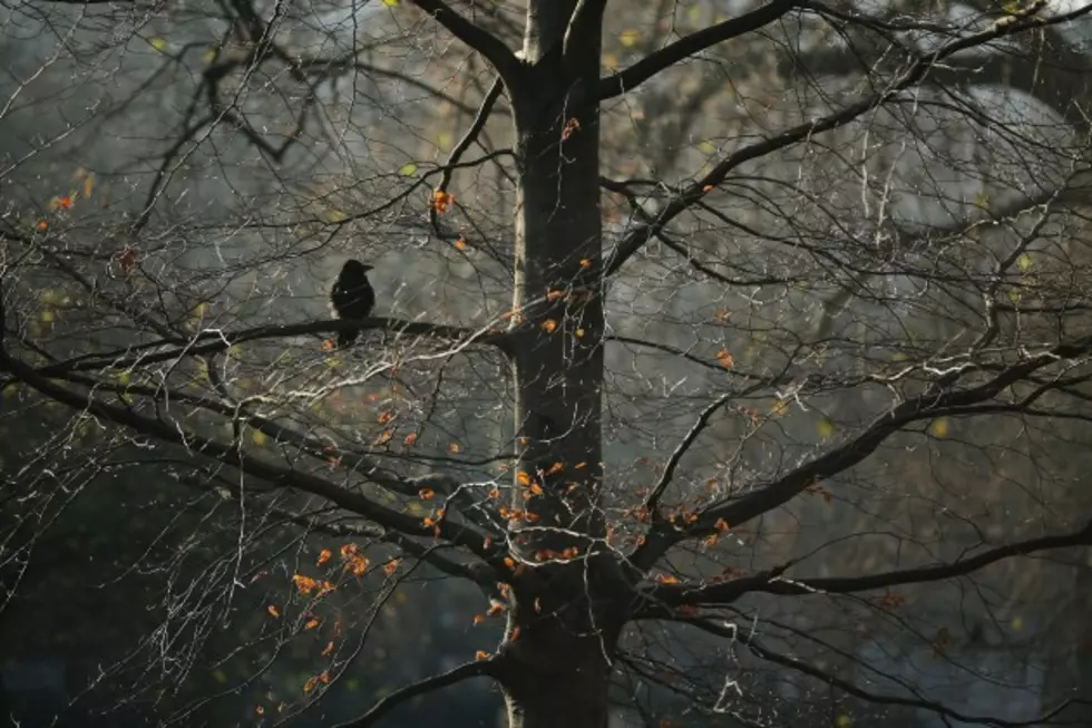 Crows Might Be Smarter Than We Think [VIDEO]