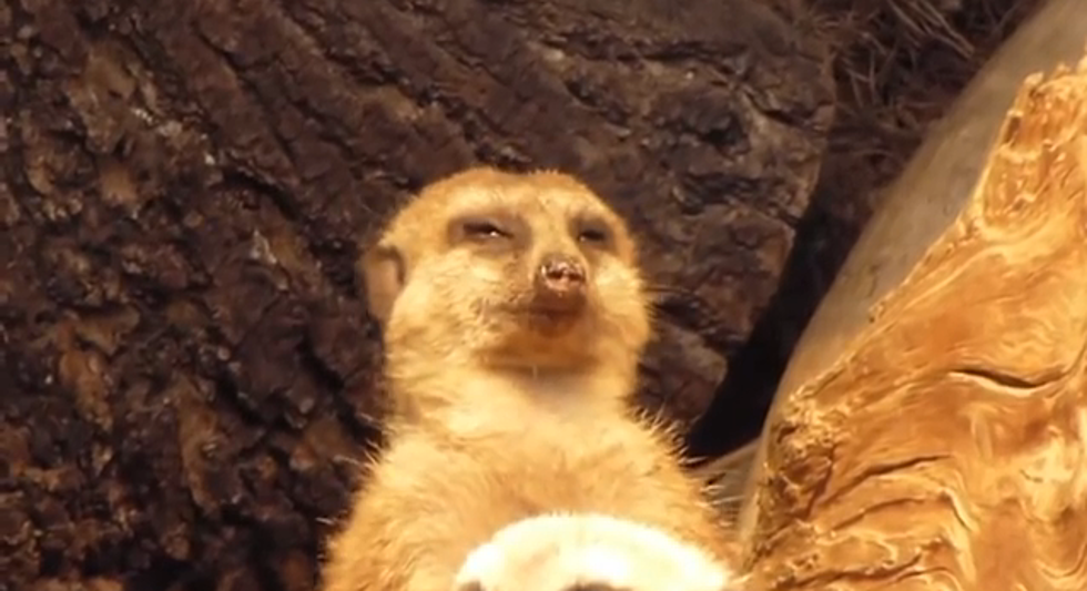 This ‘Tired and Tuckered’ Meerkat Can’t Stay Awake! [VIDEO]