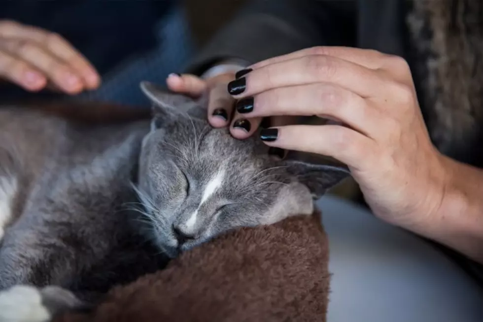Cat Cafes Potentially Coming to America