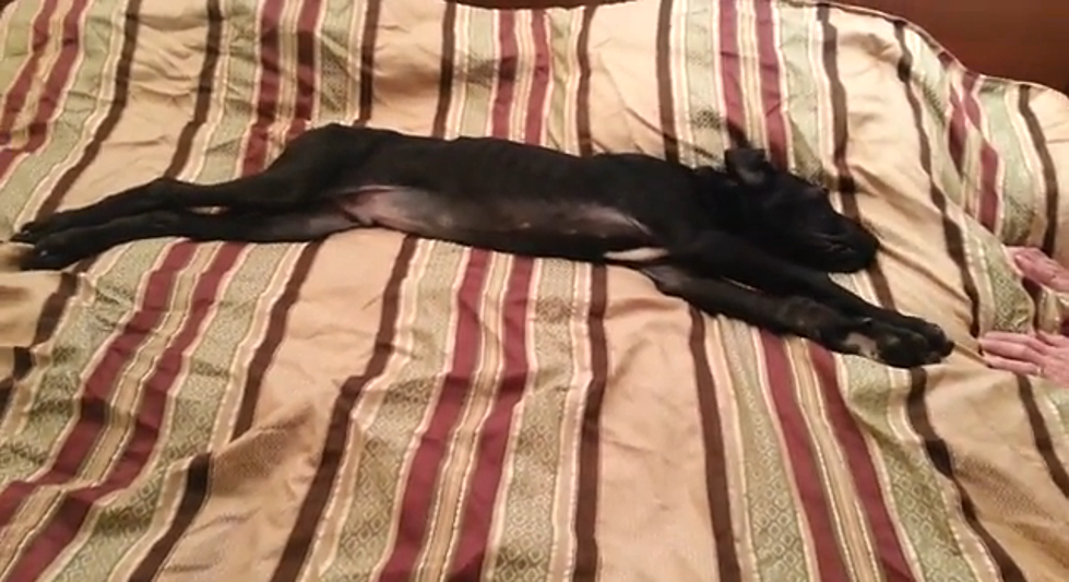 Sleepy Great Dane Puppy Won’t Wake Up [VIDEO]