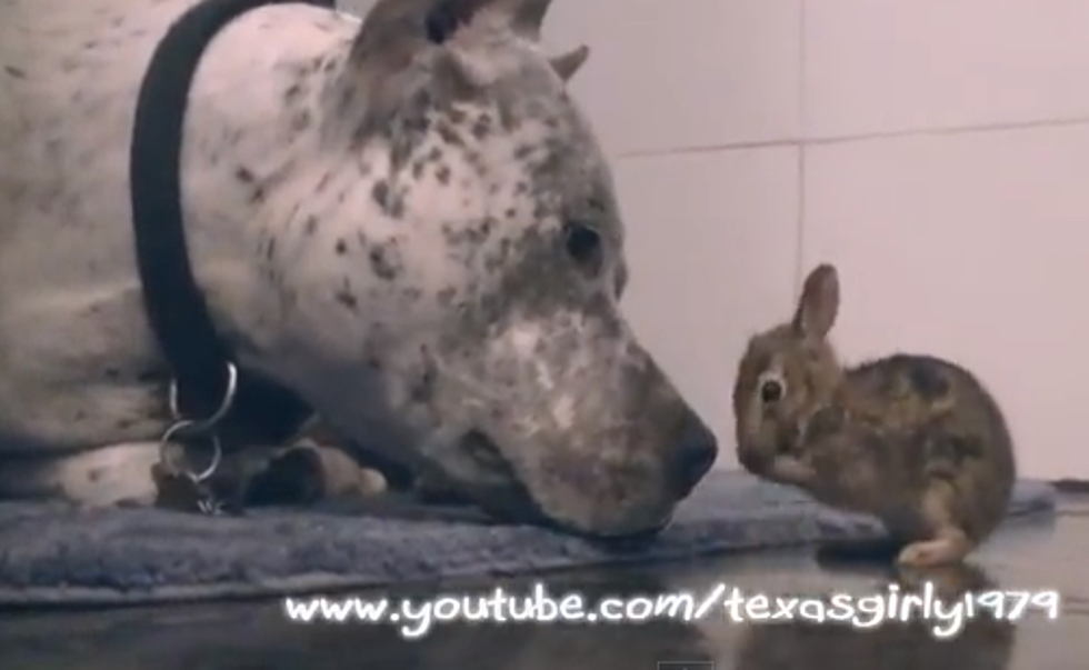 Pit Bull + Cute Bunny = Not What You Might Think [VIDEO]