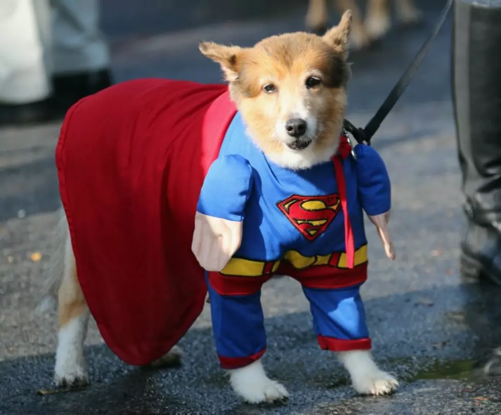 Does Your Pet Dress Up for Halloween? [POLL]