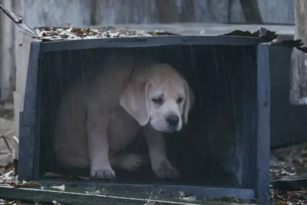 Get Out the Tissues for Budweiser’s ‘Lost Dog’ Super Bowl Commercial