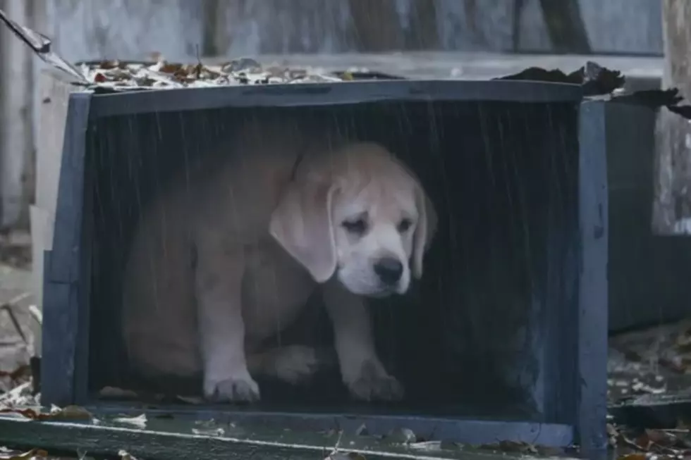 Get Out the Tissues for Budweiser&#8217;s &#8216;Lost Dog&#8217; Super Bowl Commercial