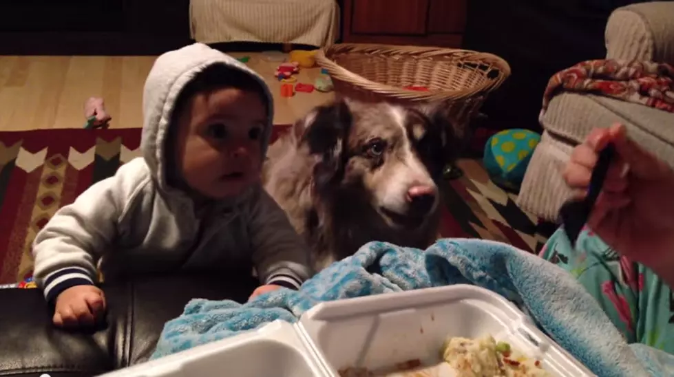 Smart Dog Beats a Toddler to the Punch And Says ‘Mama’ First