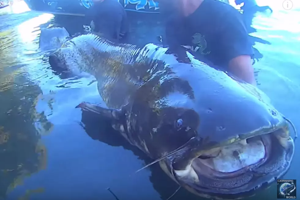 Watch These Fishermen Haul in an 8-Foot, 250-Pound Catfish