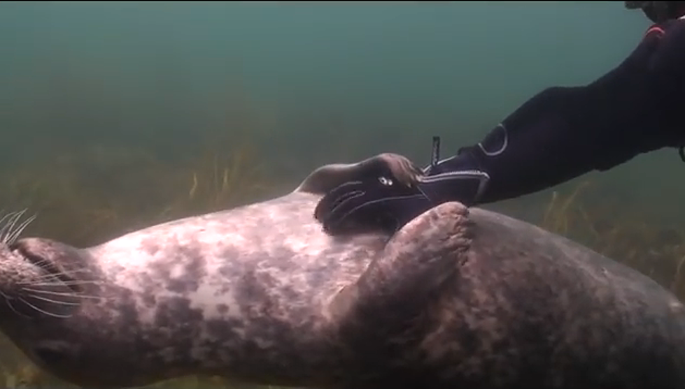 Diver Gives Seal a Belly Rub [WATCH]