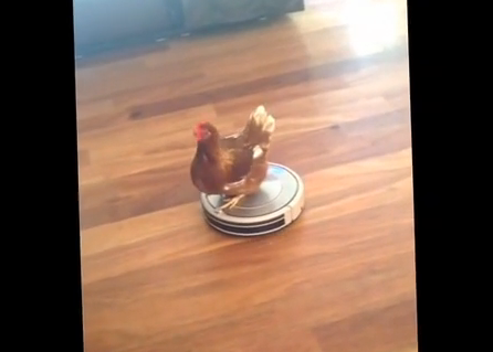 This Chicken Wins the Internet for Today [WATCH]
