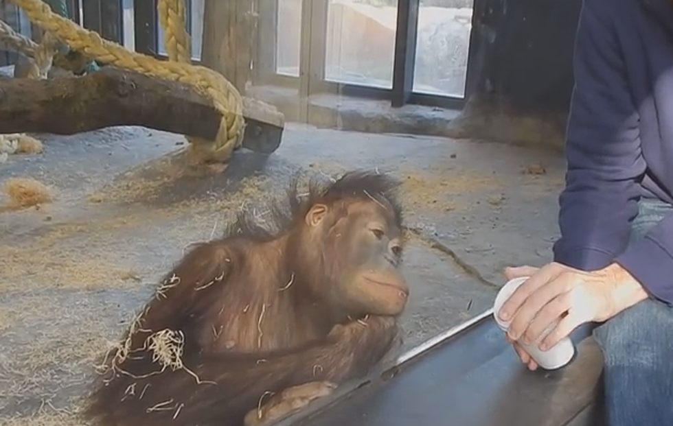 Monkey’s Reaction to Magic Trick is Priceless [Watch]