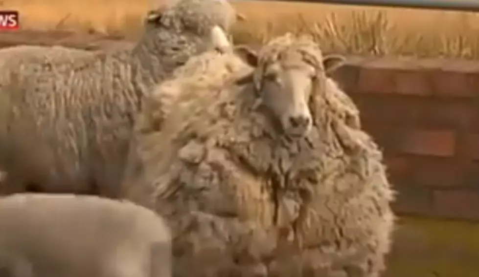 Sheep Lost for Six Years Found + Receives Haircut [Watch]