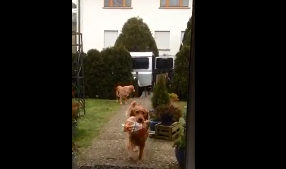 Watch These Dogs Help Bring in Groceries