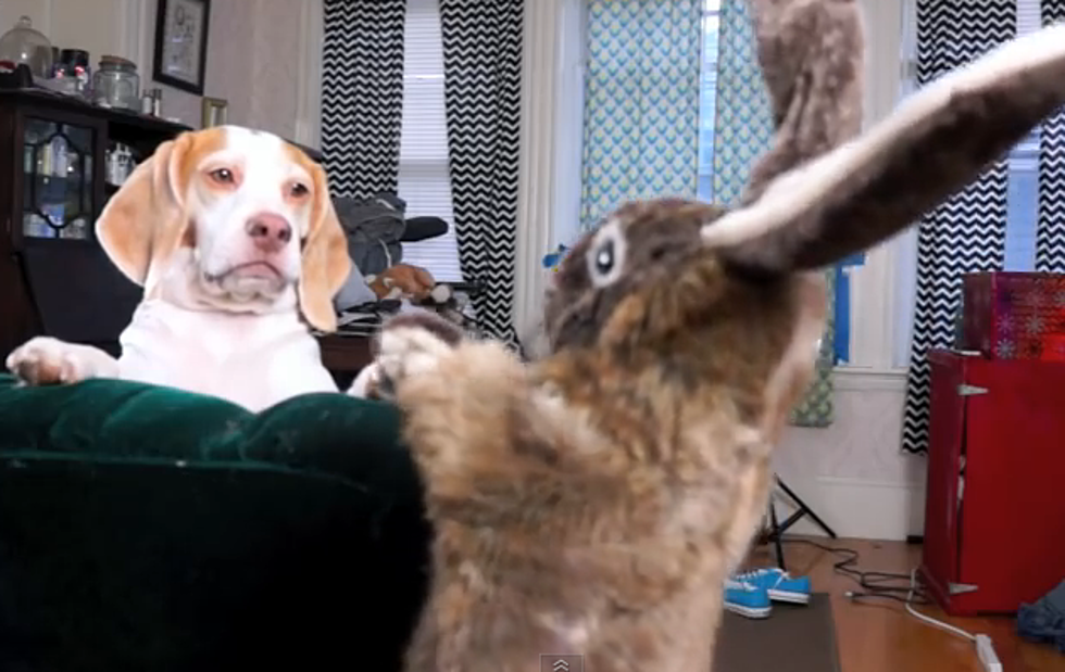 Watch this Dog versus a Puppet Bunny