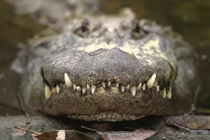 Texas Great-Grandma Kills Huge Alligator To Avenge Dead Horse
